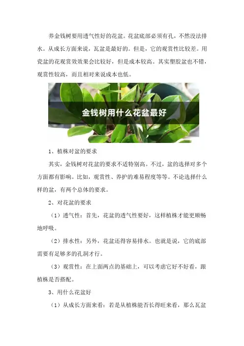 金钱树用什么花盆最好