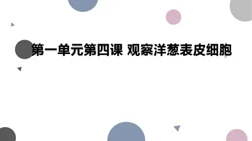 教科版科学六年级上册1.4观察洋葱表皮细胞 课件(共13张PPT).ppt