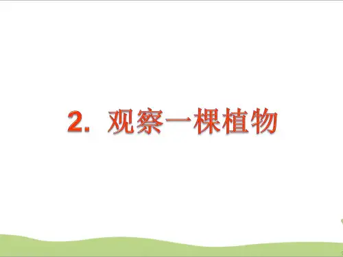 教科版一年级上册科学第2课 《观察一棵植物》 