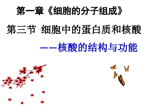 高一生物苏教版课件：细胞中的蛋白质和核酸