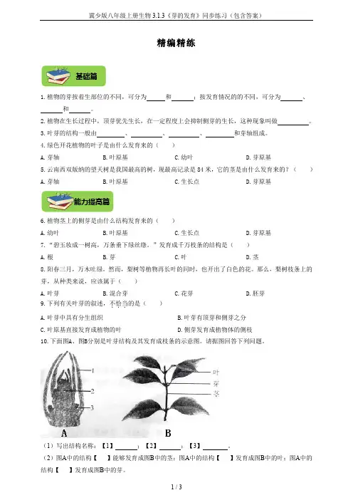 冀少版八年级上册生物3.1.3《芽的发育》同步练习(包含答案)