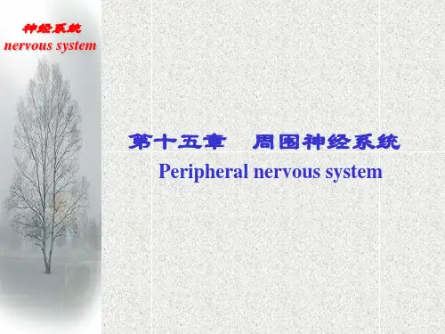 人体系统解剖学：周围神经系统-PPT课件