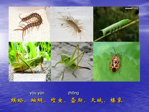 12常见昆虫的分类