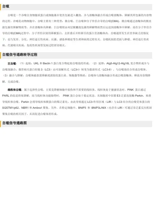 小分子抑制剂、激动剂、拮抗剂--自噬信号通路