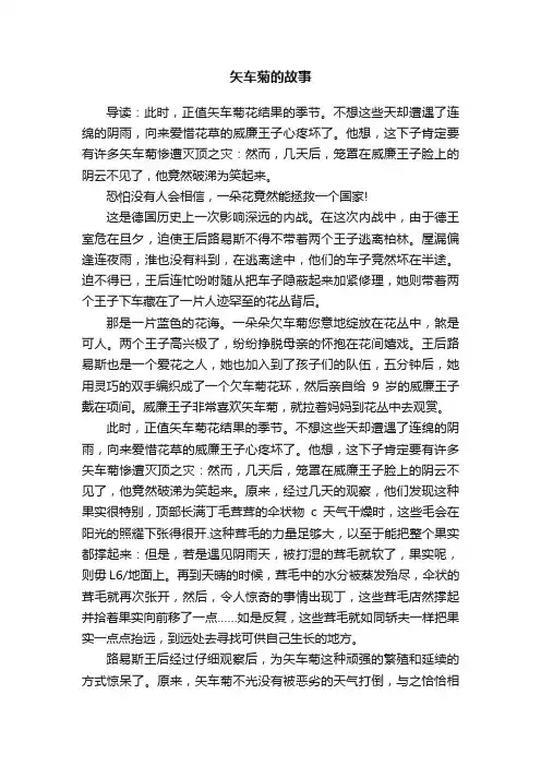 矢车菊的故事