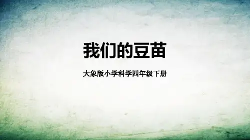 《我们的豆苗》科学教学PPT课件(3篇)