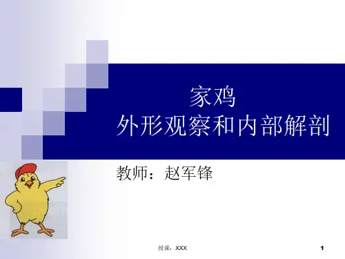 鸡的外形观察和内部解剖PPT课件
