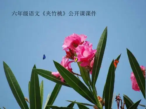 六年级语文《夹竹桃》公开课课件 (2)