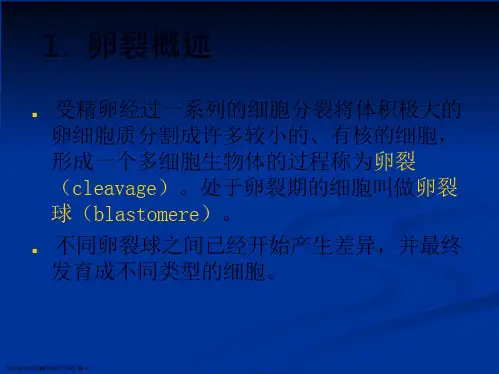 发育生物学第六章卵裂