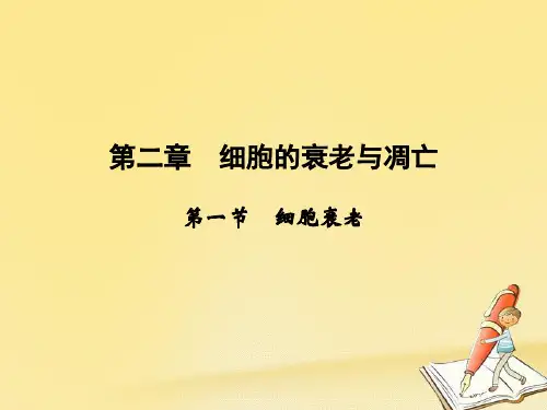 2018年高中生物(中图版必修1)课件：4-2-1《细胞衰老》
