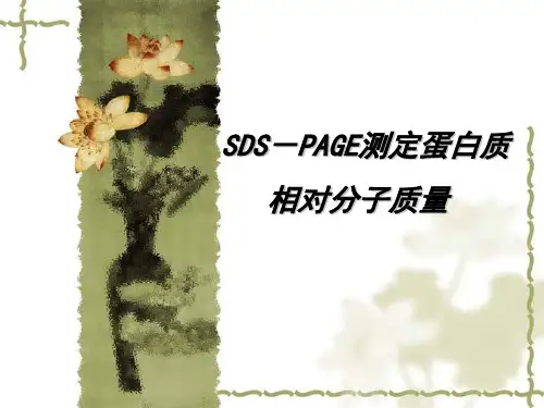 SDS-PAGE测定蛋白质相对分子质量