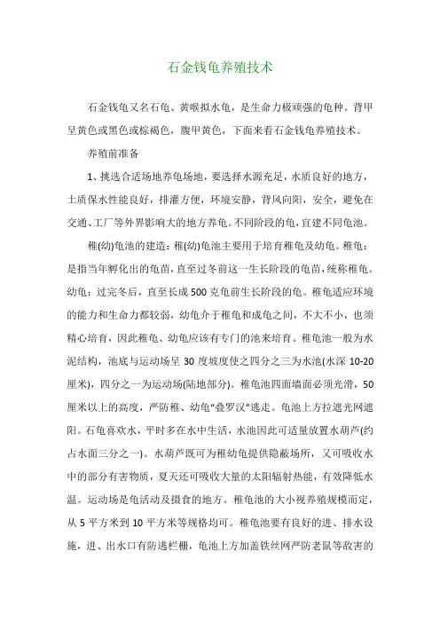 石金钱龟养殖技术