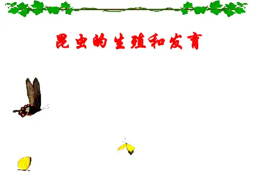 初中生物课件 昆虫的生长和发育