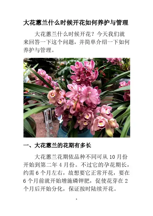 大花蕙兰什么时候开花如何养护与管理