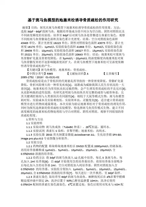 基于斑马鱼模型的地塞米松诱导骨质疏松的作用研究