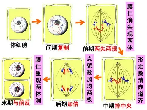 人教版高一生物必修二(课件)2.1减数分裂和受精作用 (共87张PPT)
