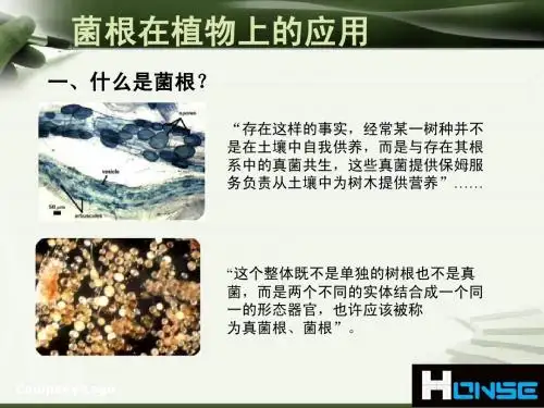 菌根在植物上(烟草)的应用