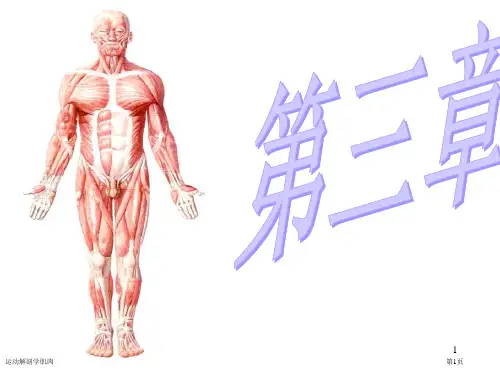 运动解剖学肌肉