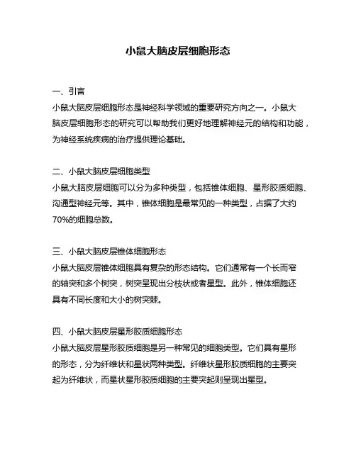 小鼠大脑皮层细胞形态