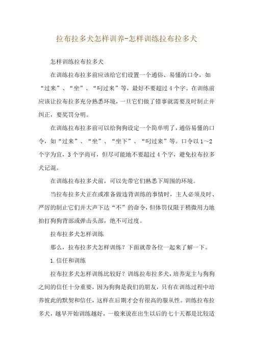 拉布拉多犬怎样训养-怎样训练拉布拉多犬