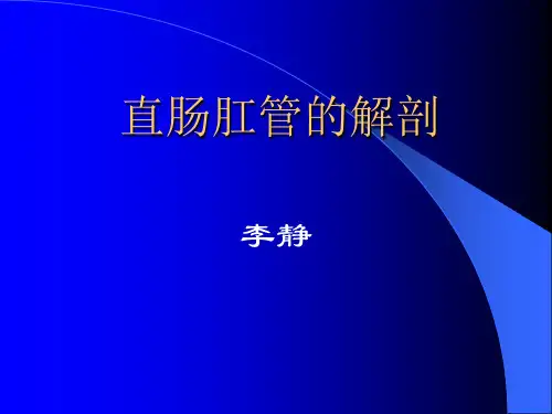 直肠肛管的解剖.