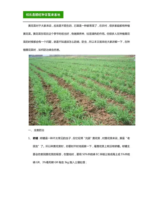 种植黄花菜时如何预防病虫伤害？