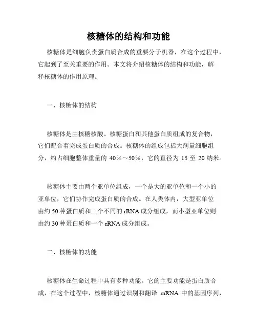 核糖体的结构和功能
