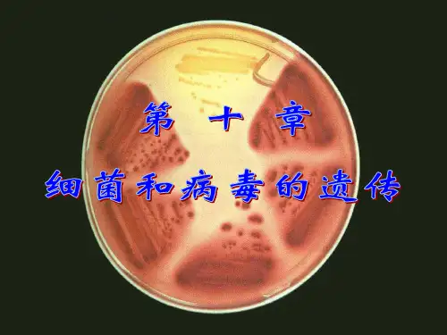遗传学：10-第十章 细菌和病毒的遗传