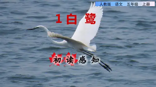 五年级语文上册第1课《白鹭》ppt课件