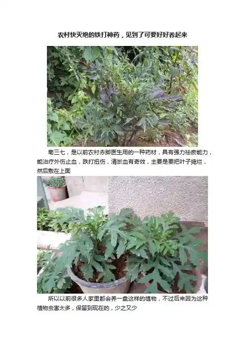 农村快灭绝的铁打神药，见到了可要好好养起来