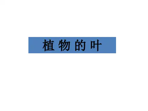【教科版】小学科学三年级上册《植物的叶》