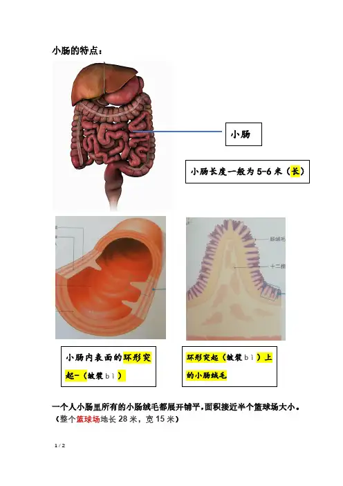 小肠的特点
