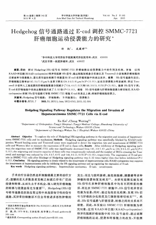 Hedgehog信号通路通过E-cad调控SMMC-7721肝癌细胞运动侵袭能力的研究
