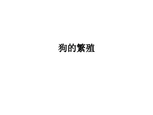 狗的繁殖ppt课件
