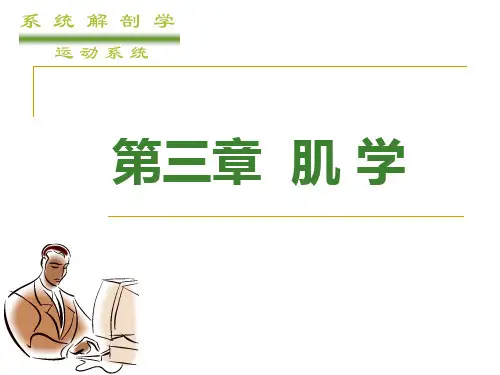 《系统解剖学》教学课件：第三章,肌学