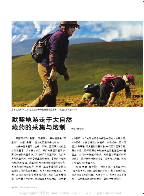 默契地游走于大自然  藏药的采集与炮制