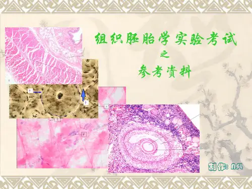 组胚图谱1