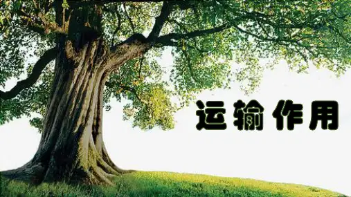 北师大版(2024)七年级上册 3.4.4 运输作用(31张PPT)