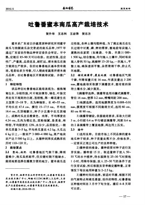 吐鲁番蜜本南瓜高产栽培技术