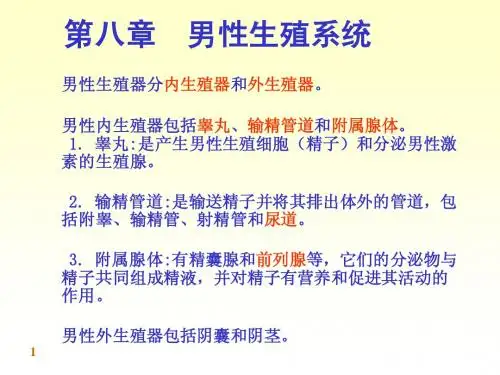 人体系统解剖教程8-内脏学-男女生殖系统