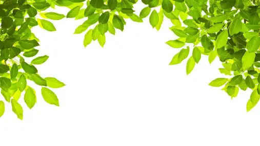 平移课件沪教版(上海)数学七年级第一学期
