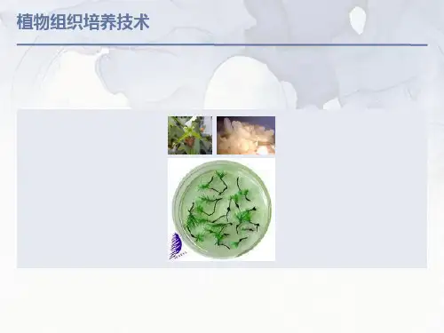 植物组织培养-绪论