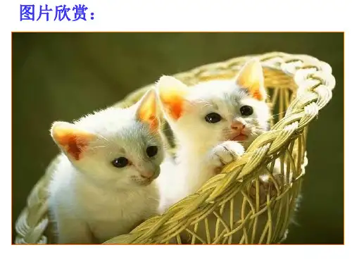 部编版七年级语文上册16《猫》精品课件