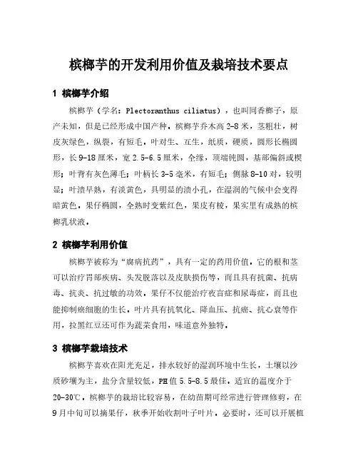 槟榔芋的开发利用价值及栽培技术要点