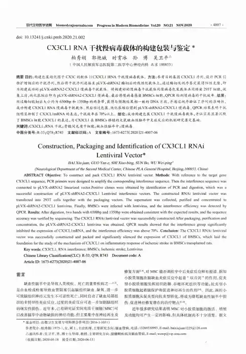 CX3CL1 RNA干扰慢病毒载体的构建包装与鉴定