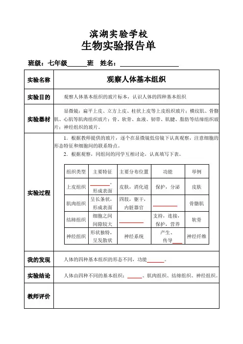 七年级生物4—观察人体的基本组织