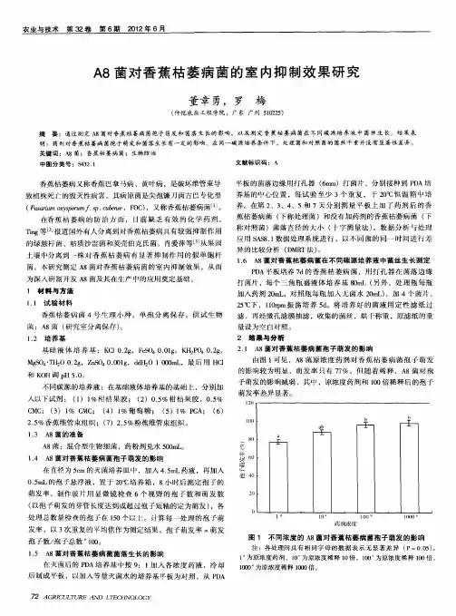 A8菌对香蕉枯萎病菌的室内抑制效果研究