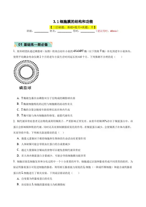 3.1细胞膜的结构和功能(原卷版)