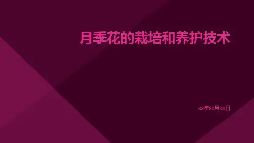 月季花的栽培和养护技术