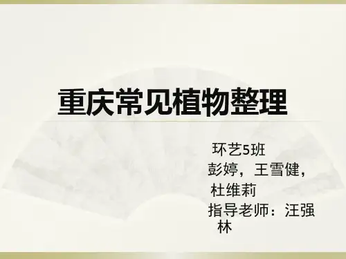 环艺五班  重庆常见植物整理